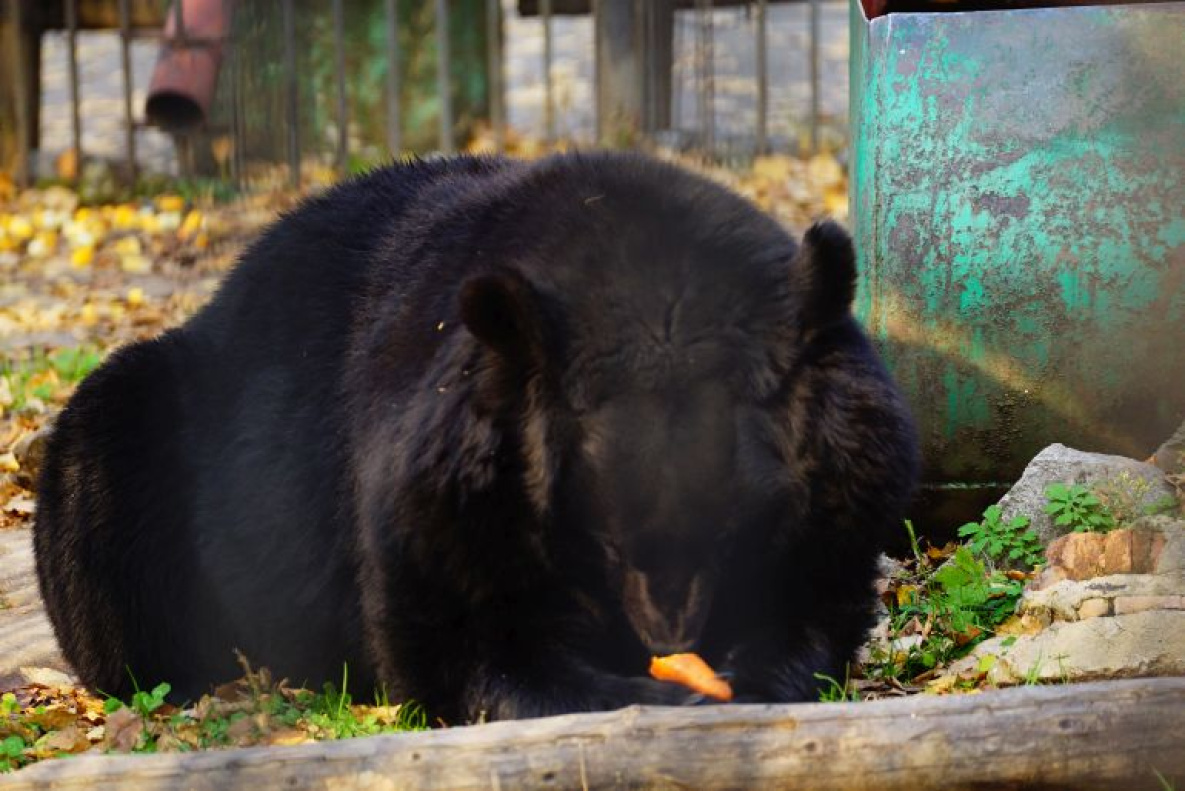Тепло не разбудило медведей в хабаровском зоосаде