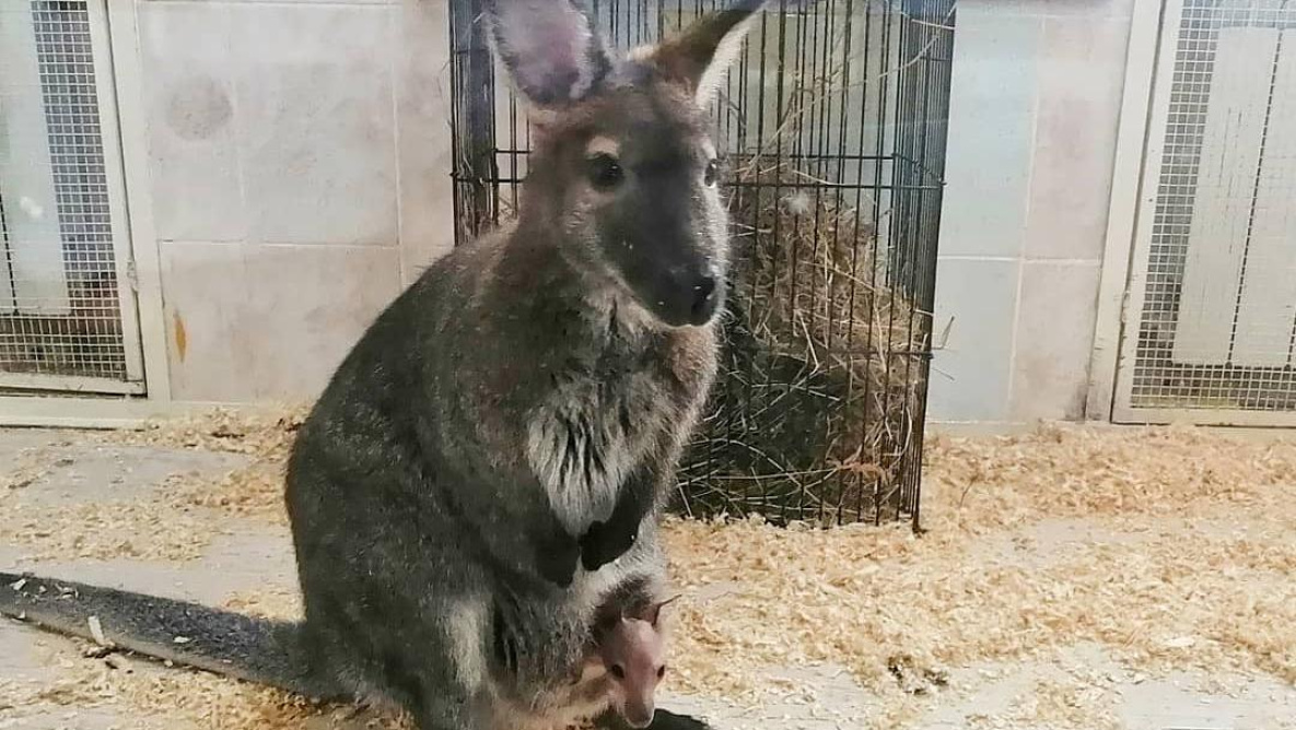 В зооцентре Комсомольска на свет появился малыш кенгуру