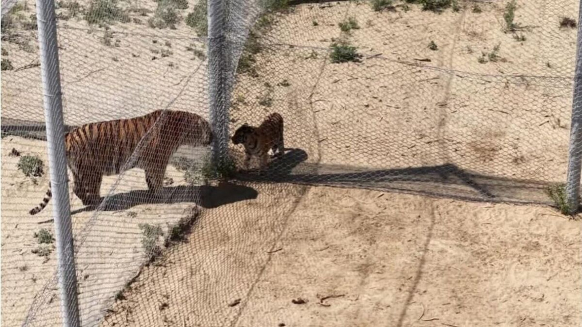 В Казахстане выбрали имена хабаровским тиграм