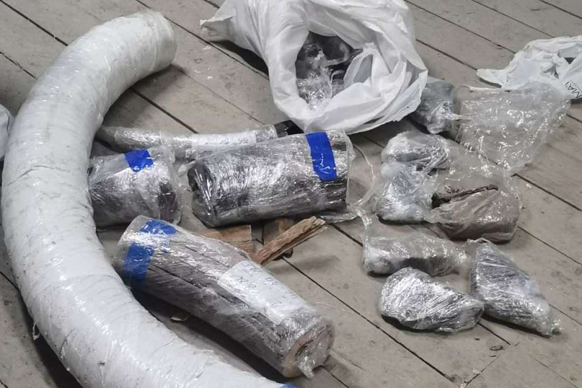 В Хабаровске выявили контрабанду бивней мамонта почти на 200 млн рублей