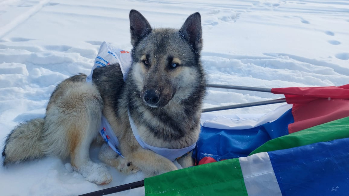 Пёс по кличке Пламя стал символом лыжного перехода в Хабаровском крае