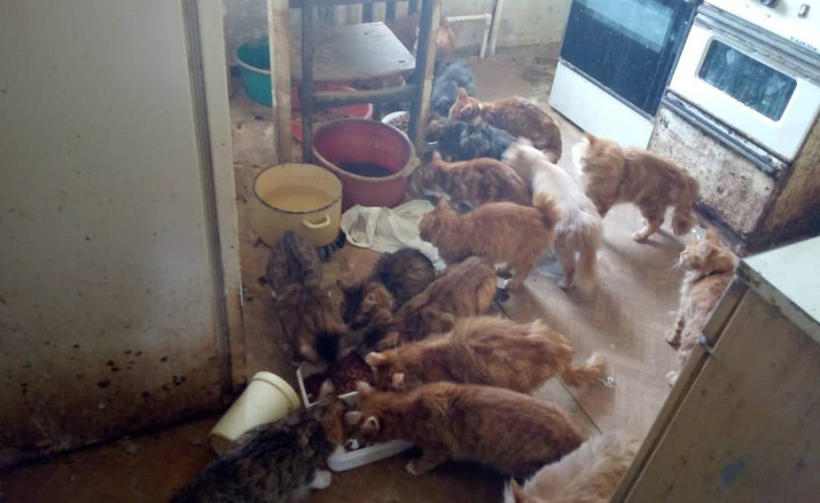 В хабаровской квартире осиротели 25 кошек и котов