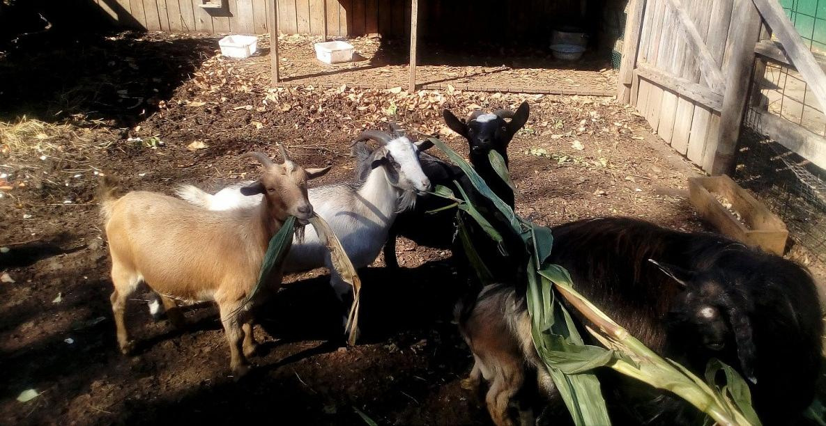 Излишки с огородов хабаровчан съедят животные «Приамурского» зоосада