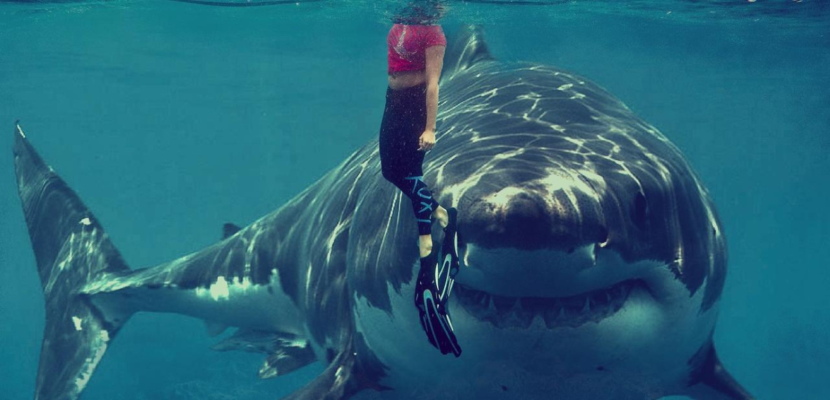 Туристов предупредили об акулах в Приморье
