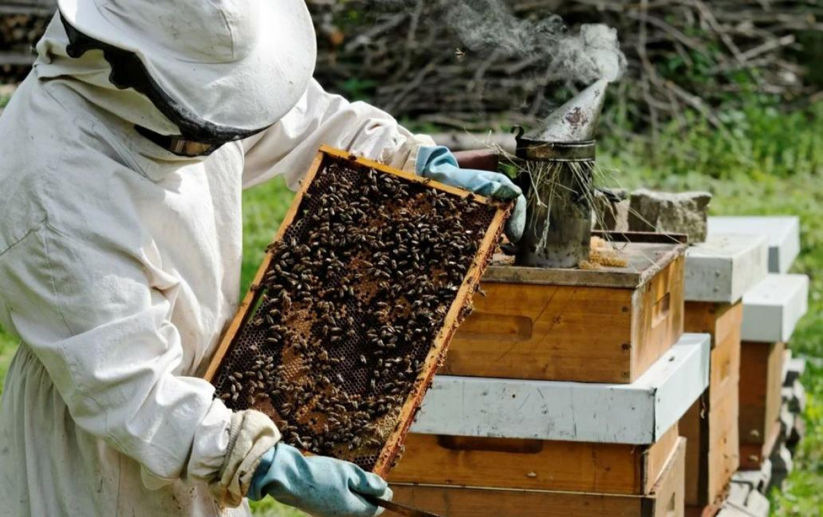 Хабаровские депутаты предложили облегчить жизнь пчеловодам-кочевникам