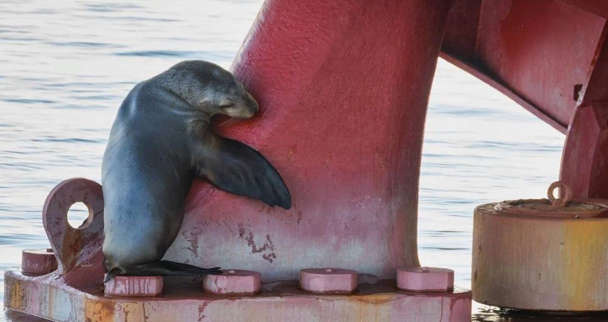 Тюлень в порту Ванино спасся от косаток хитрым способом