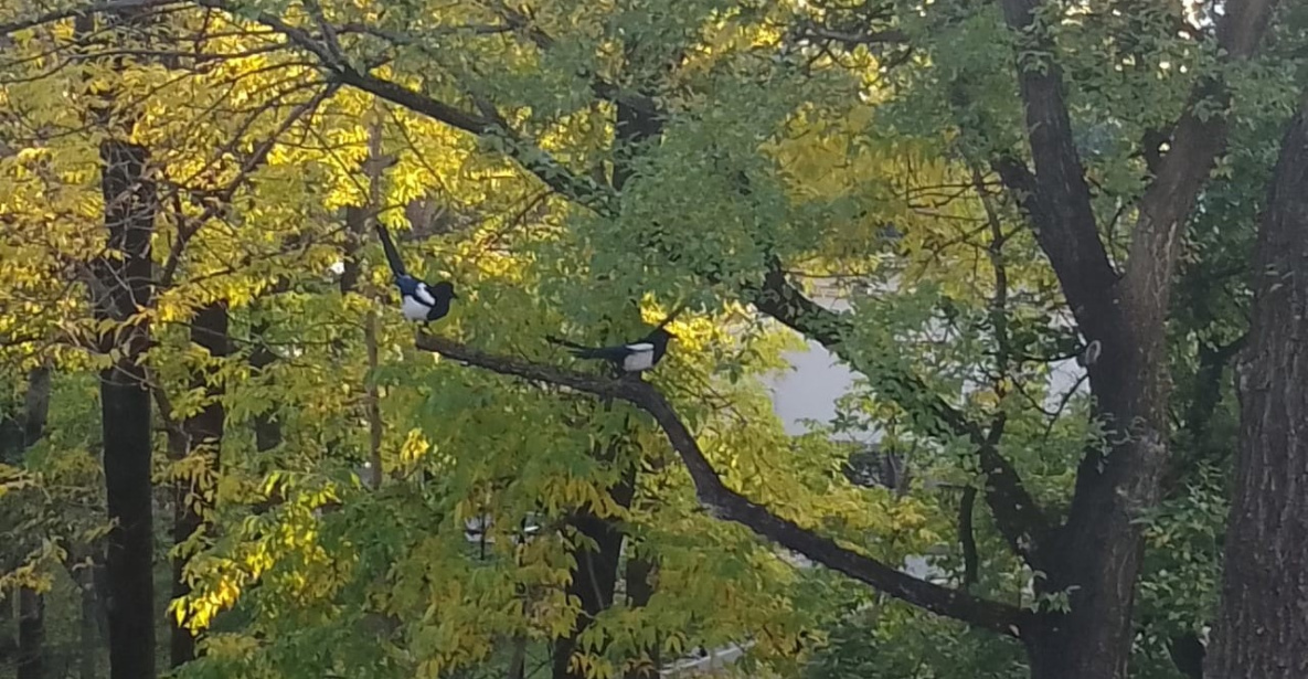 Солнечно и холодно будет в Хабаровске в начале следующей недели