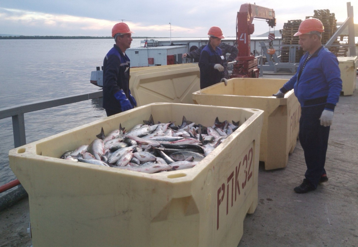 Рыбной отрасли Хабаровского края готовят долговременную стратегию