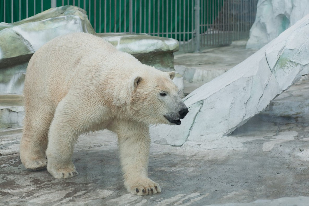 Белый медведь Хабар погиб в зоосаде «Приамурский»