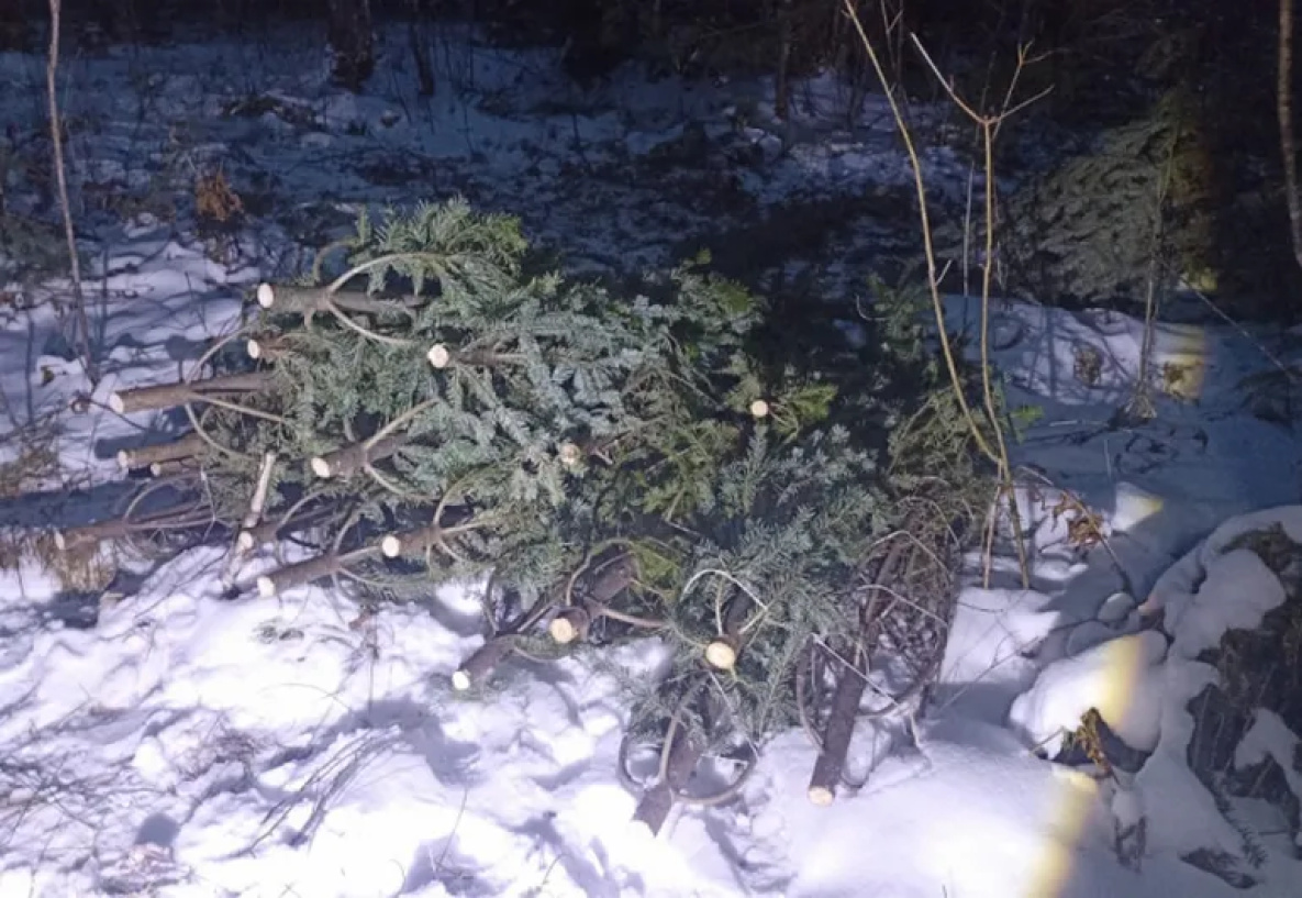 Первого в этом сезоне ёлочного браконьера поймали в Хабаровском крае
