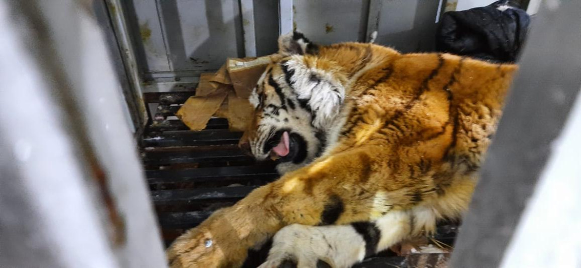 У спасённой в Хабаровском крае тигрицы заподозрили беременность