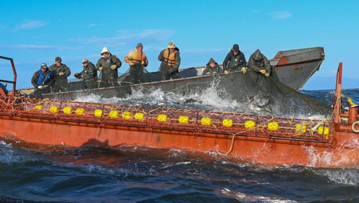 Рыбакам Хабаровского края разрешили дополнительно добыть 1000 тонн горбуши