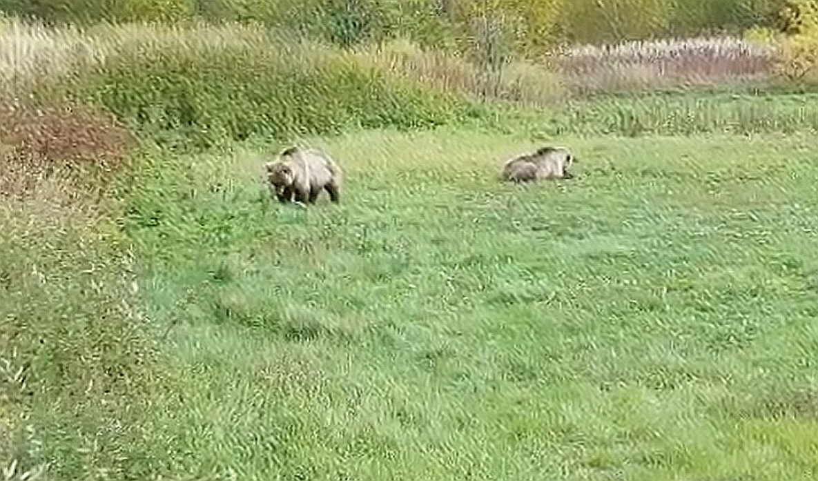 В мясе медведя в Хабаровском крае снова выявлен трихинеллёз