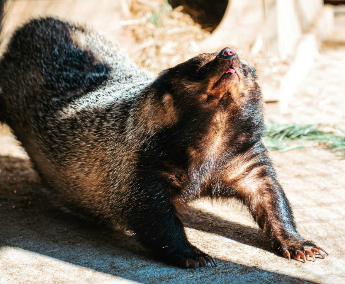 Верный признак весны – в хабаровском зоосаде проснулись барсуки