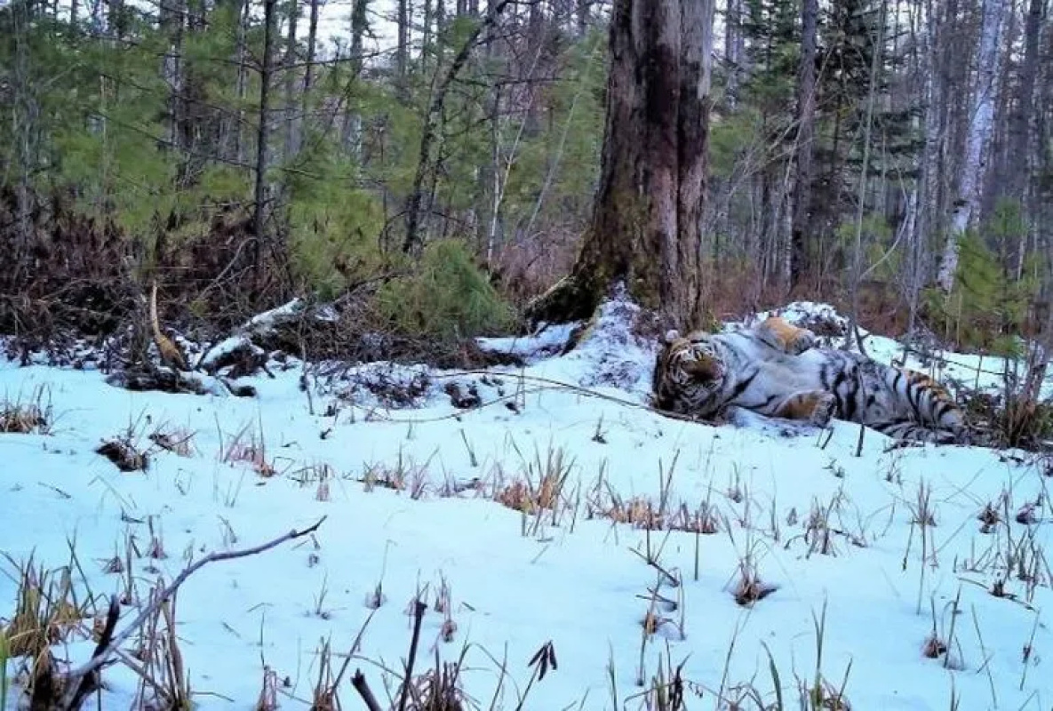 Заповедник в пригороде Хабаровска обживает тигриная династия