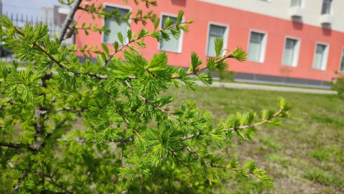 Прогноз на 15 мая: местами мокрый снег прогнозируют Хабаровскому краю