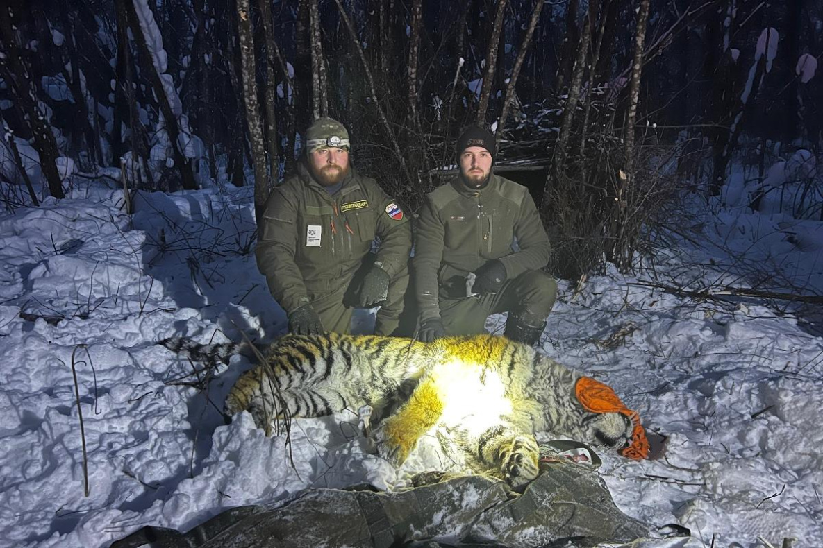 Конфликтную тигрицу поймали в районе имени Лазо Хабаровского края