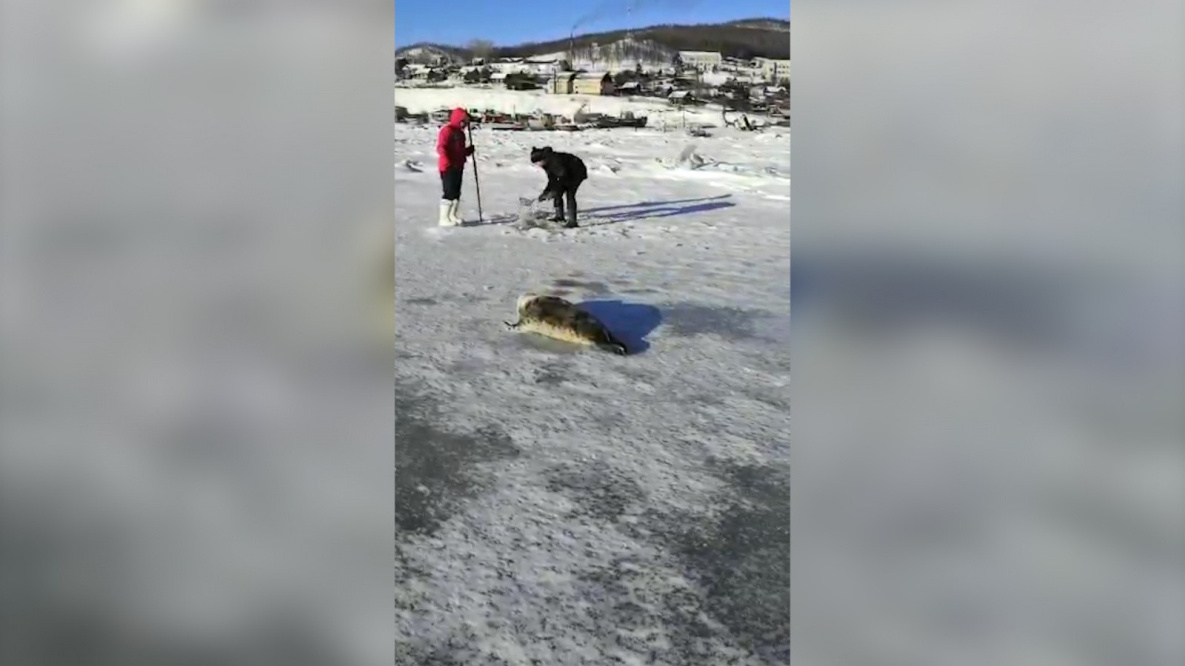 Заблудившуюся нерпу вернули под лёд реки в Хабаровском крае