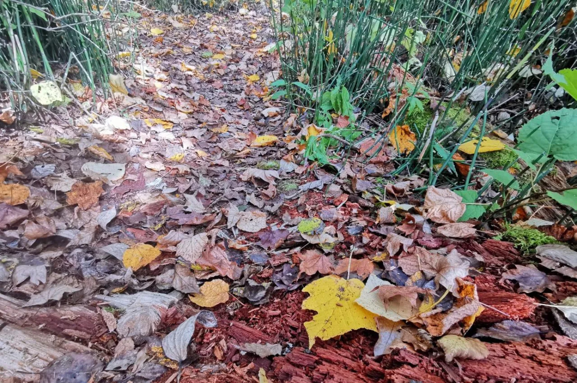 Погода без сюрпризов установится в Хабаровском крае