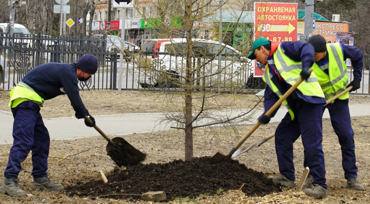 За месяц в Хабаровске высадят 750 новых деревьев