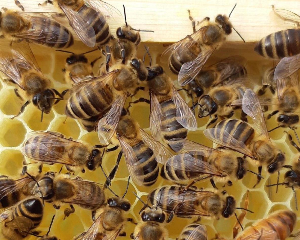 В Хабаровском крае выделят почти миллион рублей на поддержку пчеловодов