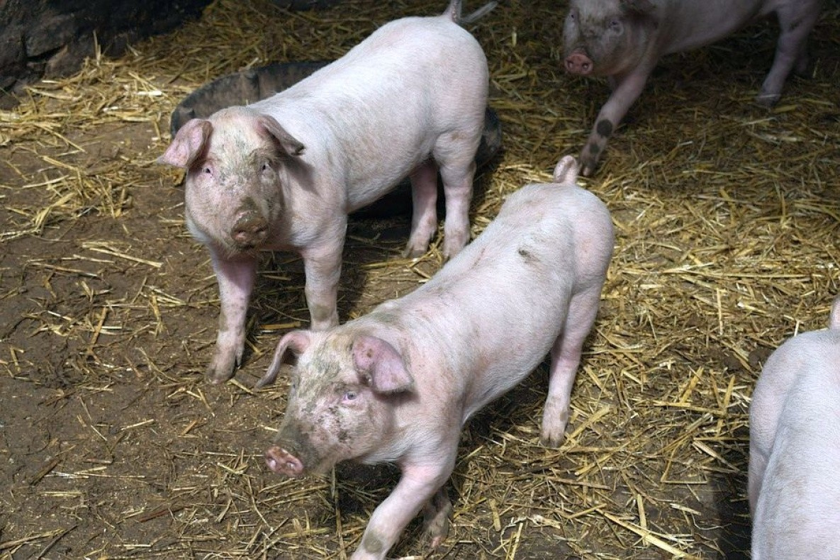 В Хабаровском крае ввели ЧС из-за африканской чумы свиней