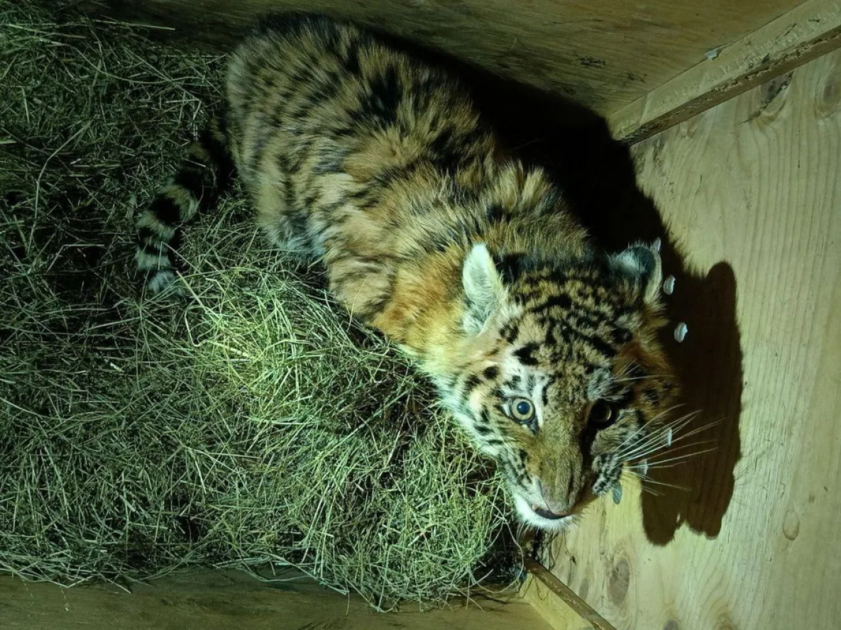 В Хабаровском крае у дороги нашли осиротевшего тигрёнка