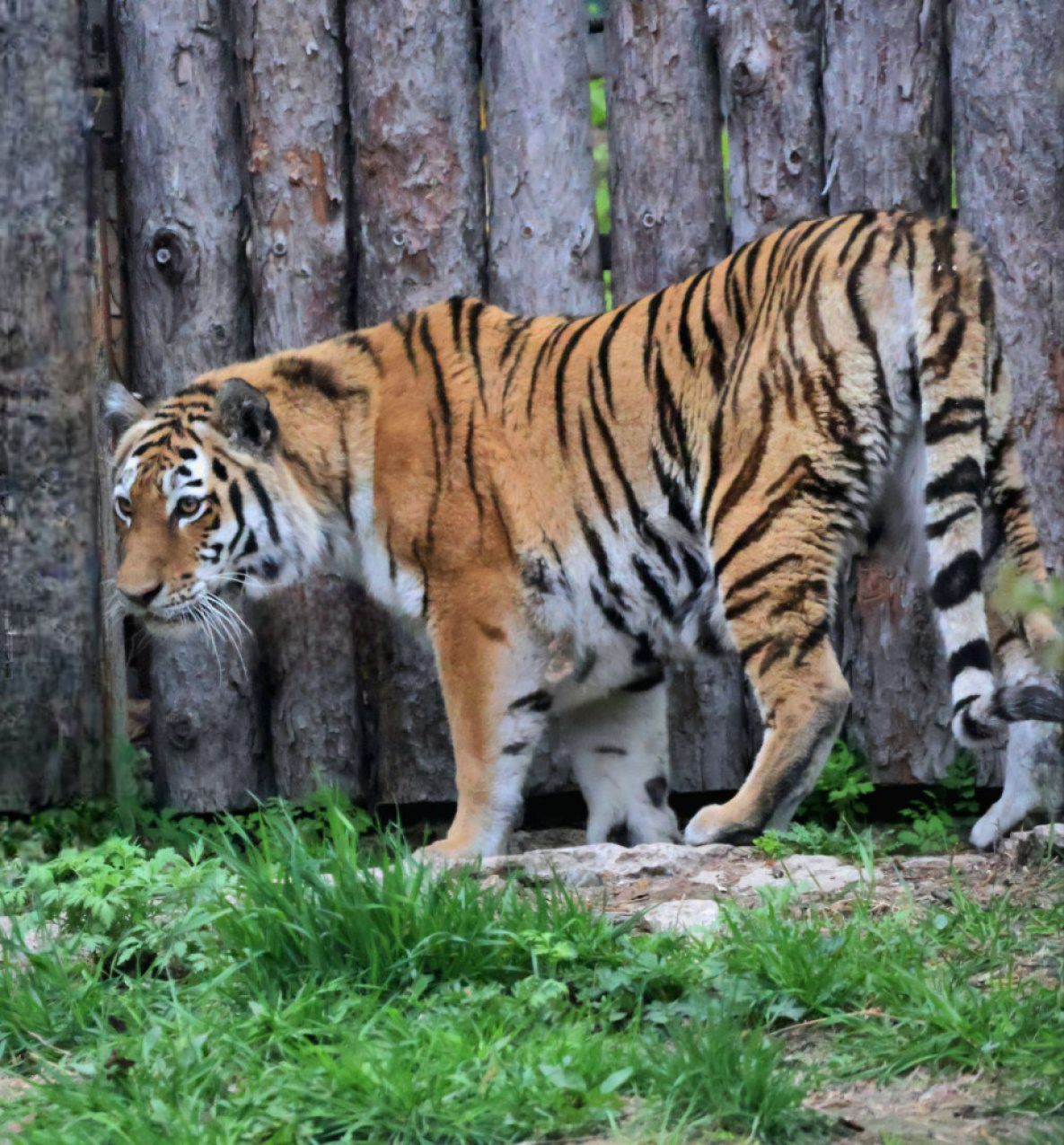 Амурской тигрице в Приамурском зоосаде дали имя Шайни