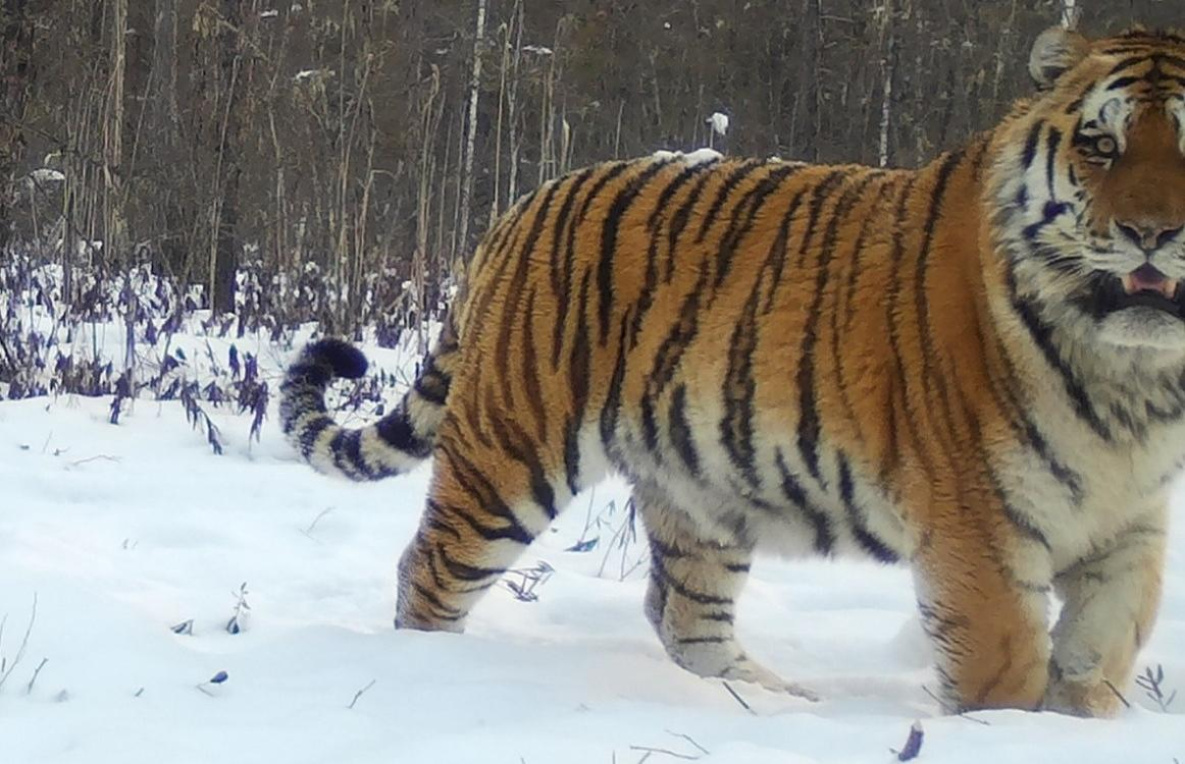 Эксперт в Хабаровске оценил реальное число тигров в России