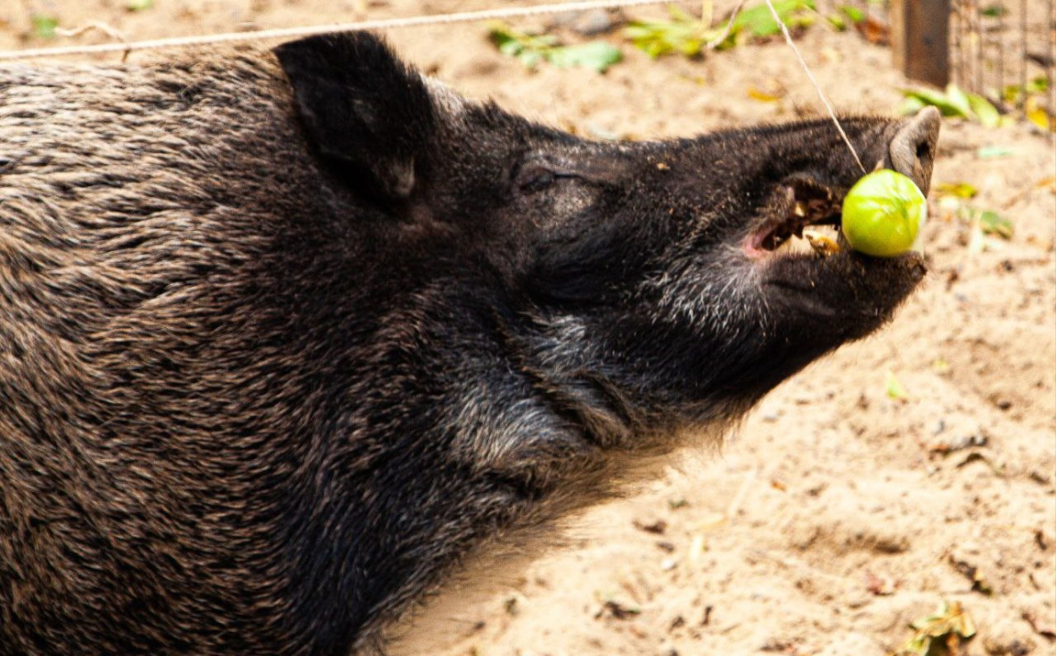 Приамурский зоосад под Хабаровском отметил День рождения
