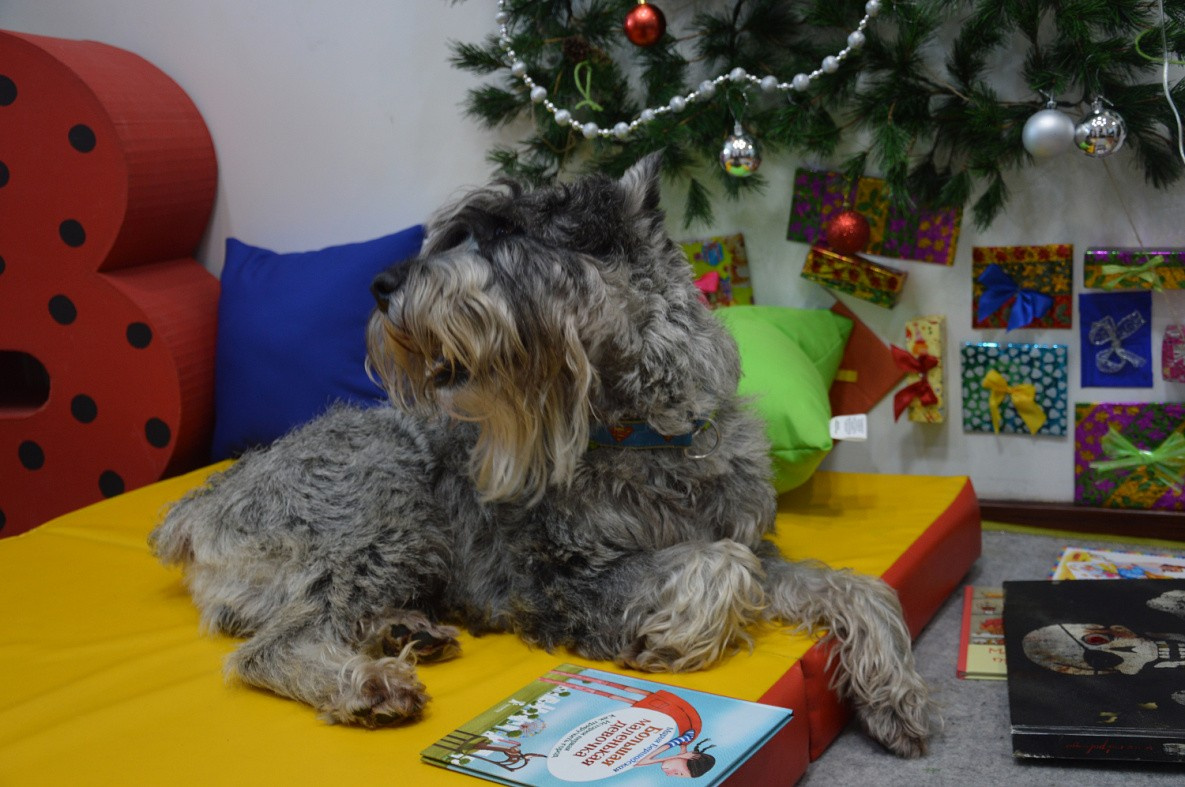 Собаки «подтолкнут» к чтению детей Хабаровска