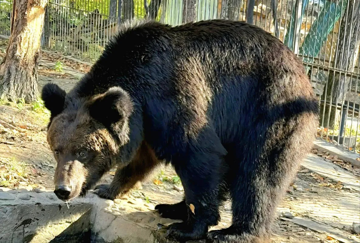 В зоосаде Хабаровска медведь Буржуй не умеет ложиться в спячку
