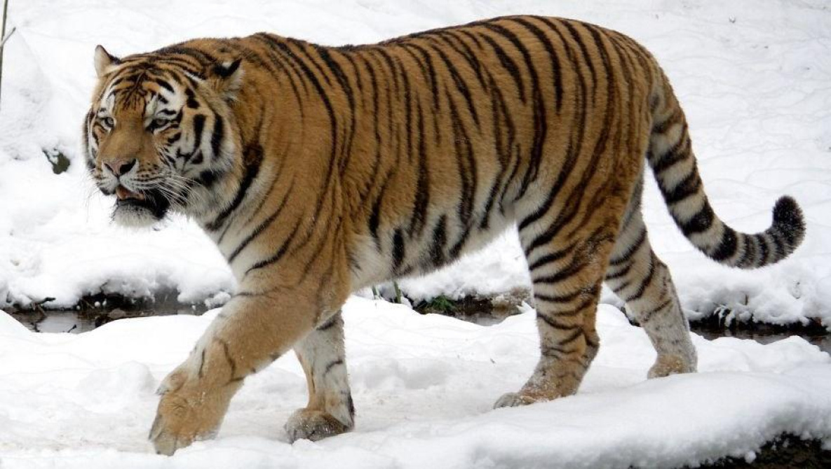 Пойманному в Хабаровском крае тигру требуется операция