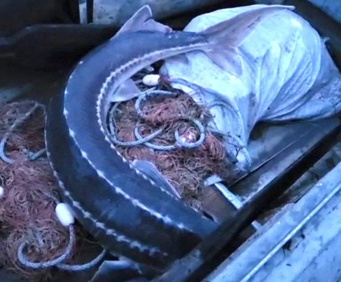 Сотрудники природоохранной прокуратуры задержали браконьера на месте преступления