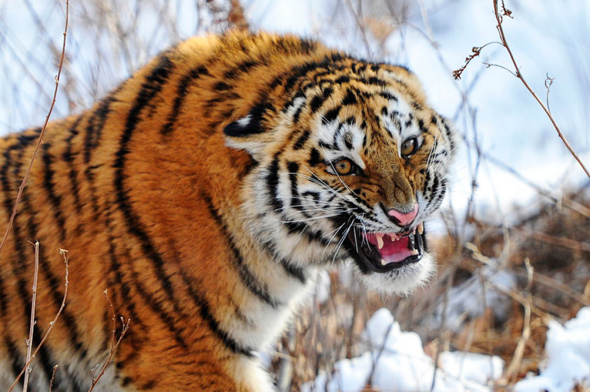 Амурский тигр вертикальное фото