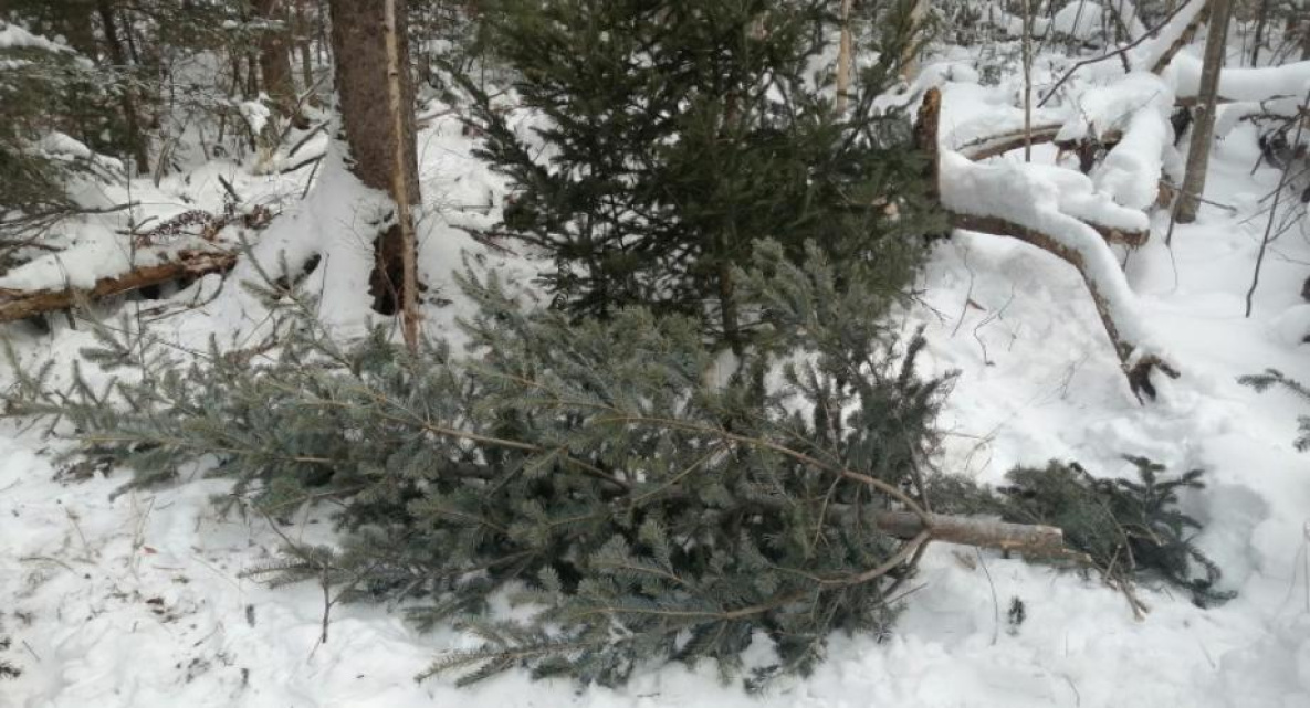 В Хабаровском крае «чёрные лесорубы» спилили 69 ёлок к Новому году