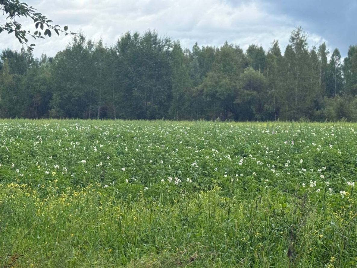 Аграрии из КНДР возрождают сельское хозяйство в Верхнебуреинском районе