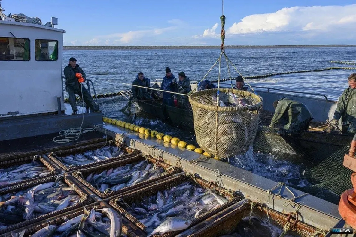 Вылов сельди в Хабаровском крае вырос на 8% в 2026 году