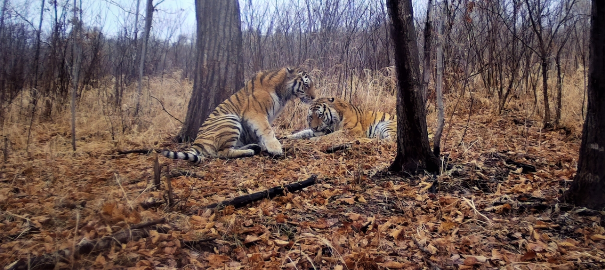 Тигр в Хабаровском крае прошёл 600 километров в поисках любимой пищи 