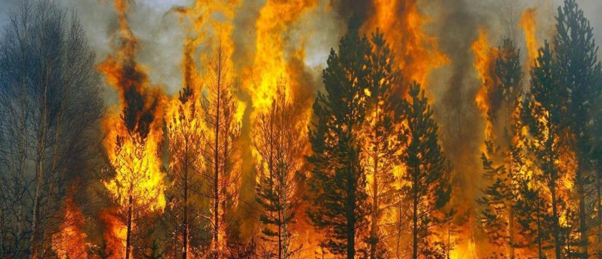 Хабаровскому краю обещают катастрофические пожары, как в 1998-м