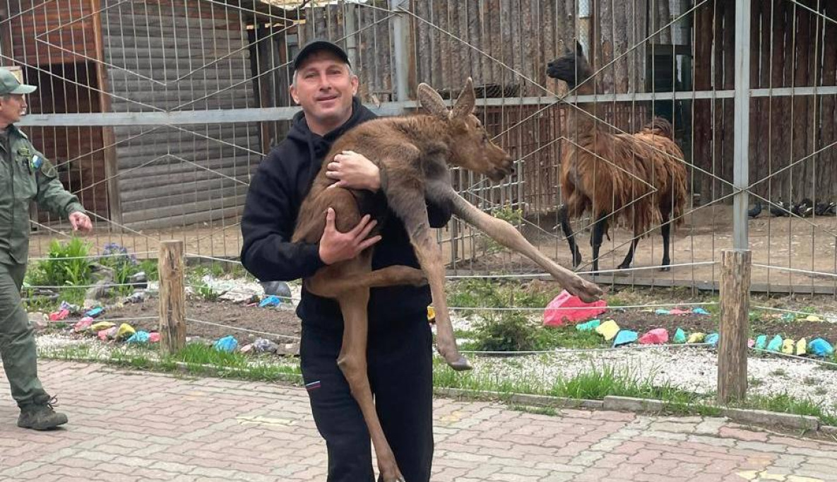 В Комсомольске-на-Амуре приютили новорождённого лосёнка 