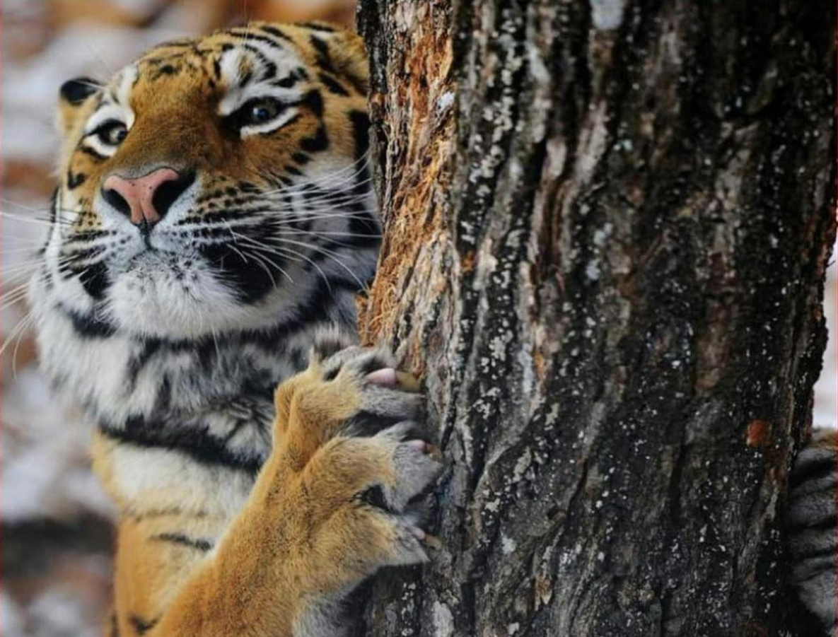 Опасный тигр в Хабаровском крае пока успешно прячется от охотоведов