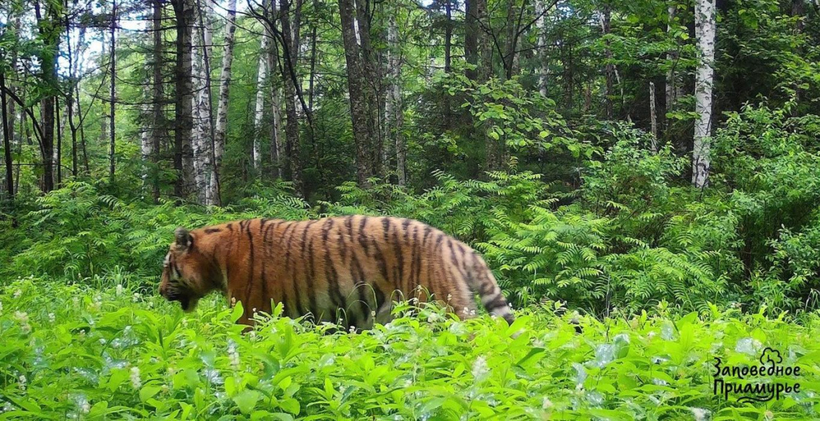 Хабаровский «тигр-чудовище» на фотосессию не пришел