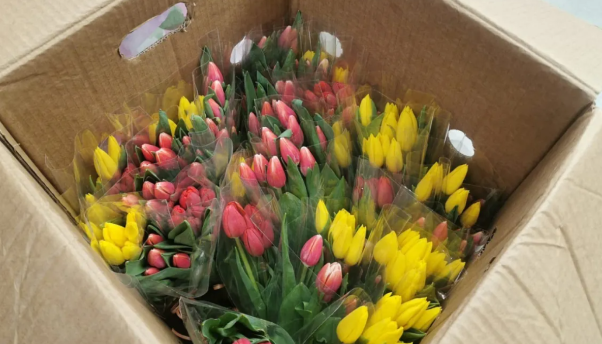 В теплицах «Горзеленстроя» Хабаровска набирают силу тысячи тюльпанов