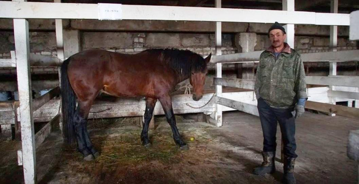 В Ванинском районе нашли хозяина хитрого коня
