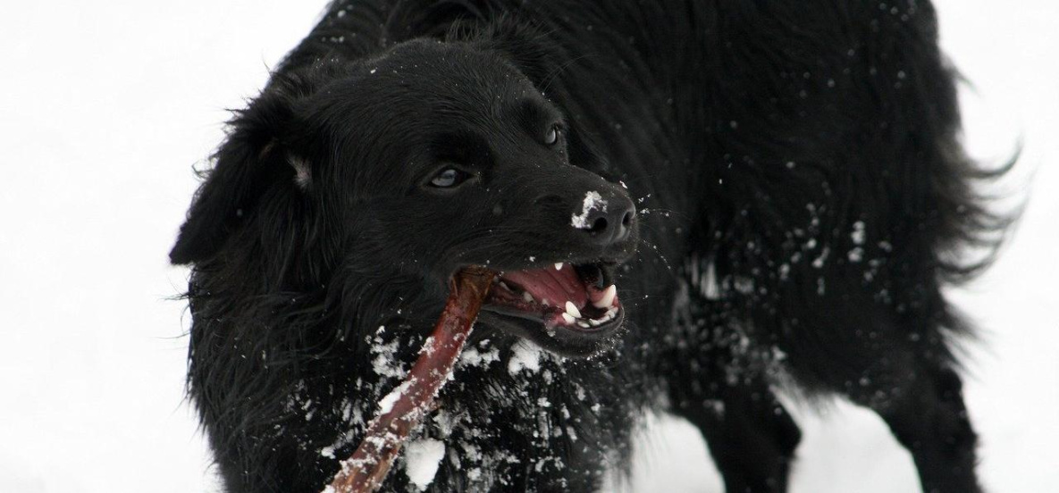 Прокуратура занялась бродячими собаками на побережье Татарского пролива