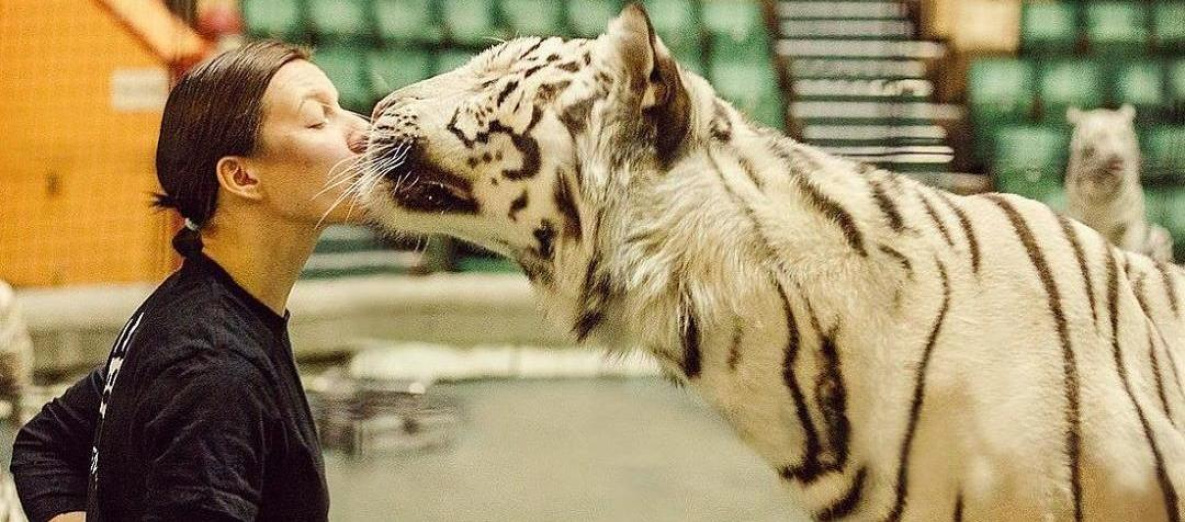 Хабаровчане поддерживают застрявших из-за COVID-19 тигров
