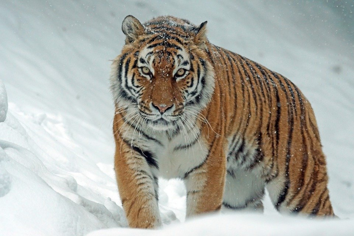 Терроризировавшего посёлок Хабаровского края амурского тигра поймали 