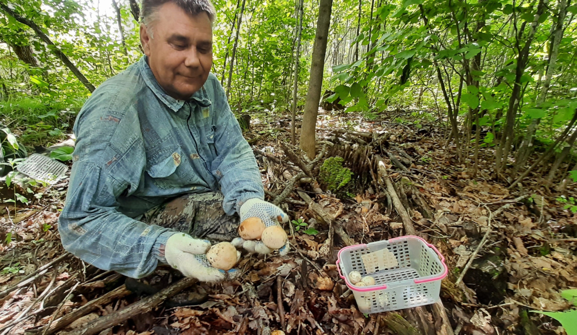 Хабаровчанин разводит в пригородных лесах целебные грибы