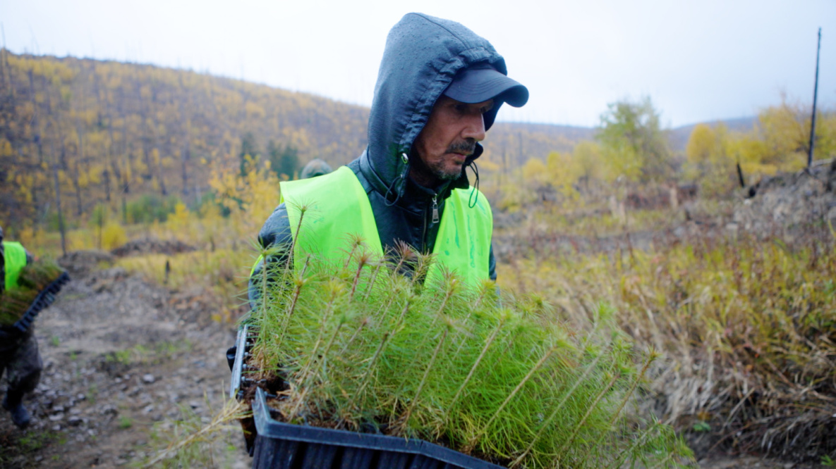 «Амур Минералс» восстановил 1 тысячу гектаров сгоревших лесов в Хабаровском крае